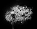 Dandelion\n\nBlack and White or Monochrome\n\nHonorable Mention
