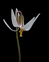White Trout Lily\n\nPlants & Flowers\n\nFirst Place