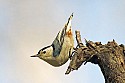 White Breasted Nuthatch\n\nNovice\n\nSecond Place