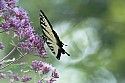 Eastern Tiger Swallowtail\n\nNovice\n\nHonorable Mention