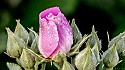 Pink Flower, Kendall Hills