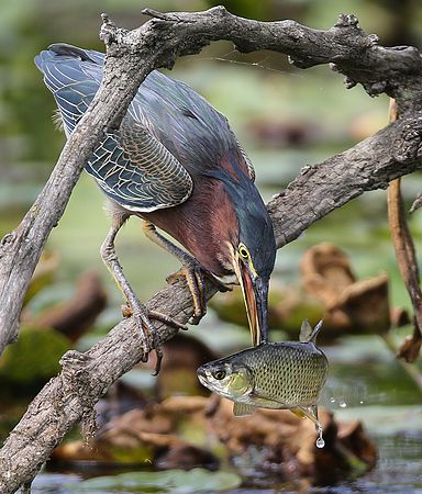 GREEN HERON FISHING