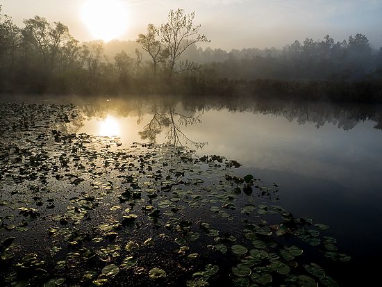 Dawn at the Beaver Pond
