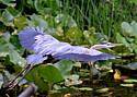 Blue Heron in Flight