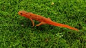 Eastern Red Spotted newt on moss