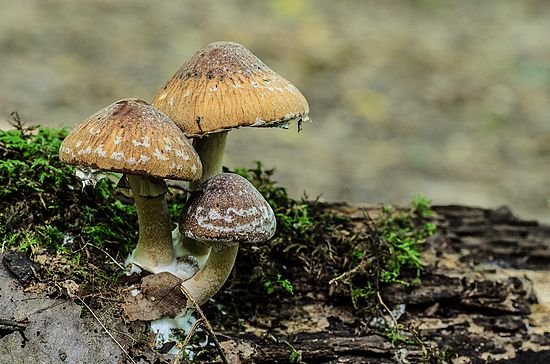 Hampton Fungi