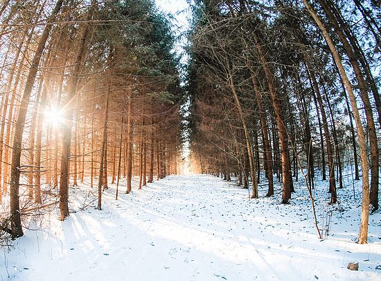 First Place\n\nLandscape\n\nWinter in the Park