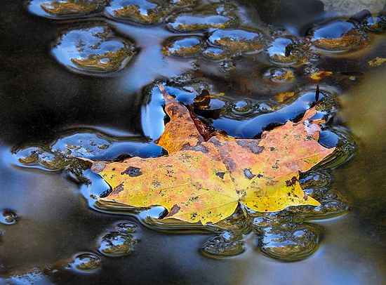 First Place\n\nClose-up\n\nFall Leaf