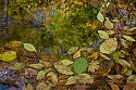 Honorable Mention\n\nClose-up\n\nReflecting Leaves