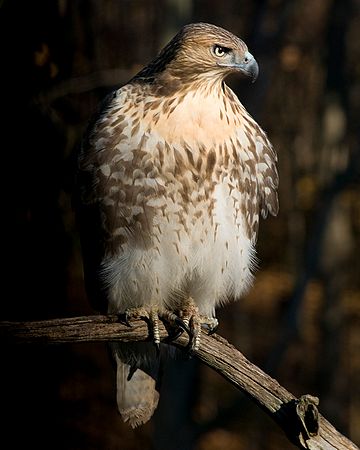 Wildlife\n\nRed-Tailed Hawk