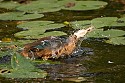 Wildlife\n\nDuck Bath at Beaver Marsh