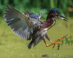 Honorable Mantion, CVNP\n\nLanding the fish\n\nCVNP Towpath