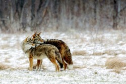 First Place Wildlife\n\nThe Look Back\n\nBrecksville Reservation