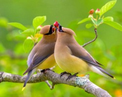 Second Place Wildlife\n\nLove Birds\n\nLiberty Park