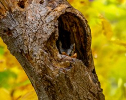 CVNP\n\nHidden Treasures\n\nCVNP