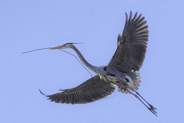 CVNP\n\nSpring Imperitive\n\nHeron Rookery
