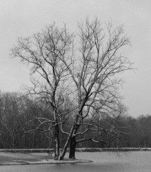 Landscape\n\nSolitary Tree in Winter\n\nHudson Springs Park
