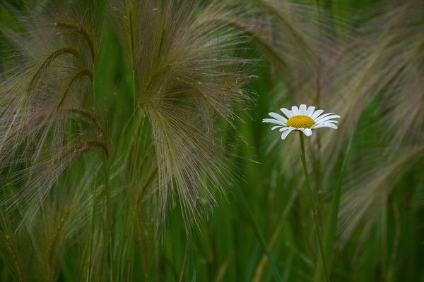 Macro\n\nDaisy Amid Barley\n\nWilliam Robertson Nature Preserve