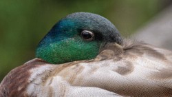 Macro\n\nEye of the Mallard\n\nFirestone Metropark