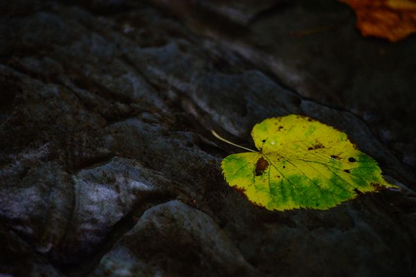 Macro\n\nFallen\n\nBedford Reservation
