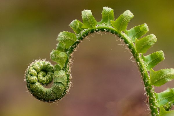 Macro\n\nFiddlehead\n\nKendall Hills