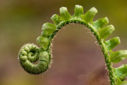 Macro\n\nFiddlehead\n\nKendall Hills