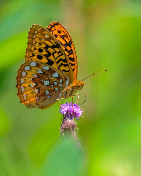 Macro\n\nGreat Spangled Frittilary\n\nCVNP