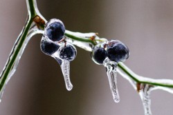 Macro\n\nIce Berries\n\nHocking State Forest