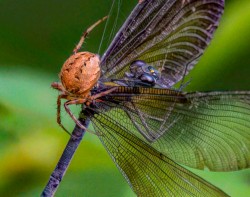 Macro\n\nWatch out for the Web\n\nCVNP