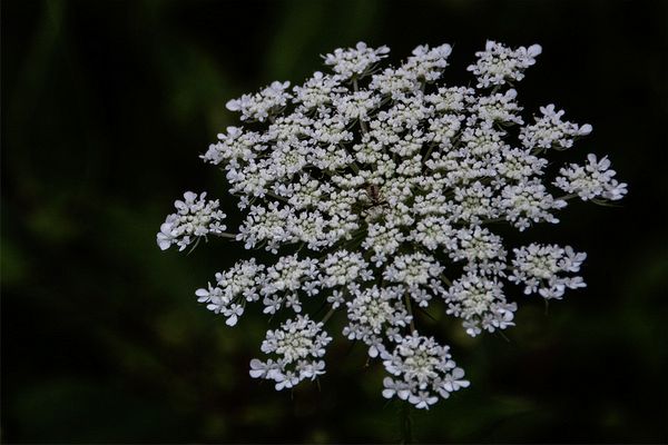 Photowalks\n\nBug on Queen Anne's Lace\n\nCVNP