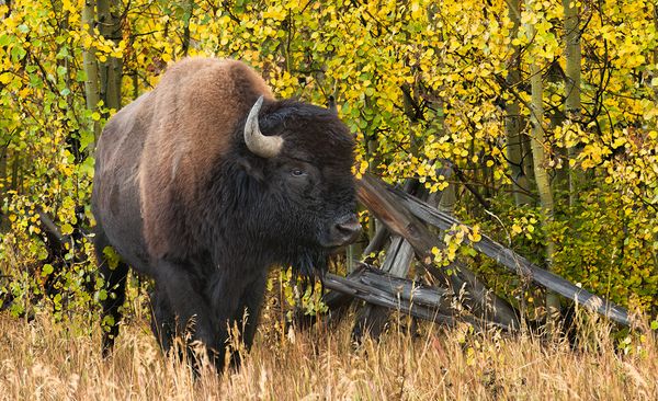 Wildlife\n\nBison by Fence\n\nGrand Teton NP
