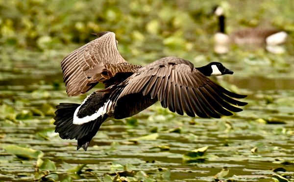 Wildlife\n\nCanada Goose Landing\n\nCVNP