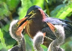 Wildlife\n\nDoor Dash Dad\n\nMagee Marsh