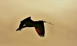 Wildlife\n\nFlying Great Blue Heron\n\nCVNP