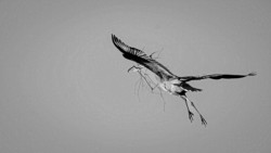 Wildlife\n\nGreat Blue Heron Gathering Nesting Materials\n\nCVNP