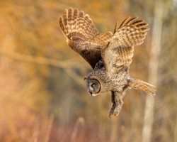Wildlife\n\nGreat Gray in Golden Hour\n\nSax-Zim Bog