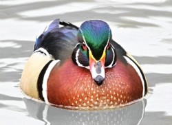 Wildlife\n\nHa! You Blinked First\n\nClaague Park