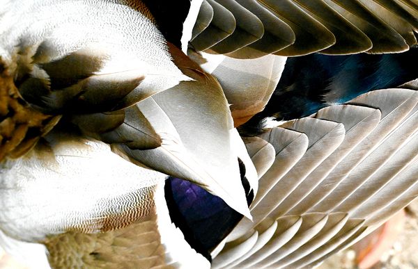 Wildlife\n\nMale Mallard Feathers\n\nCVNP