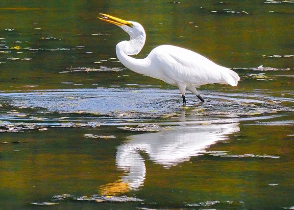 Wildlife\n\nMorning Snack\n\nLorian County Metroparks