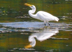 Wildlife\n\nMorning Snack\n\nLorian County Metroparks