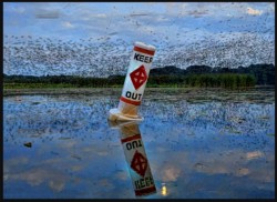 Wildlife\n\nPurple Martins\n\nNimisilla