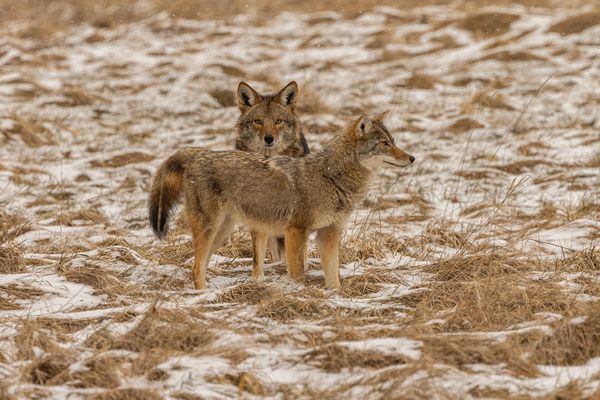 Wildlife\n\nStrategic Positioning\n\nBrecksville Reservation