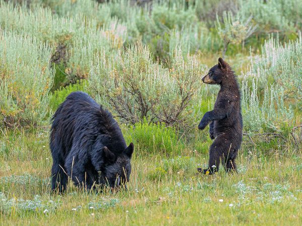 Wildelife\n\nWarch me Mamma\n\nYellowstone NP