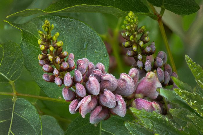 American Groundnut