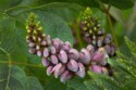 American Groundnut