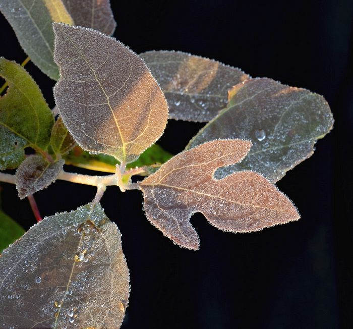 sassafras with dew