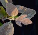 sassafras with dew