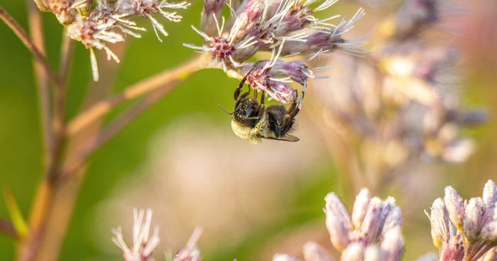sleepy bumble bee