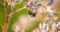 sleepy bumble bee
