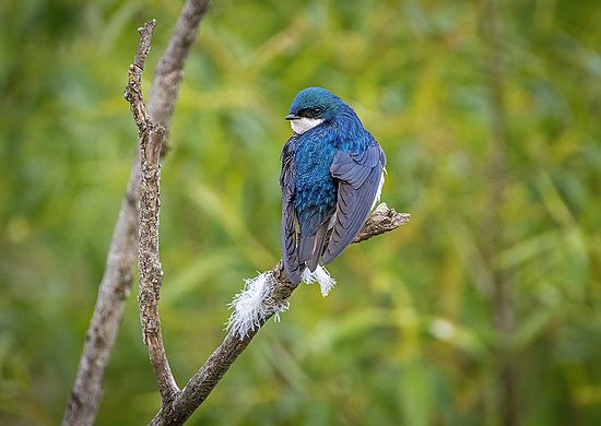 Tree Swallow in Repose
